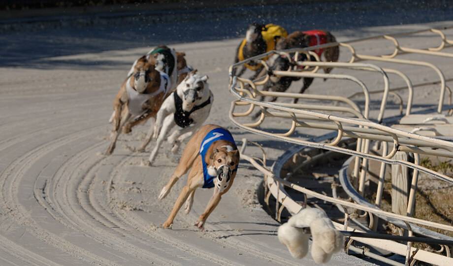 Daytona Beach Greyhounds