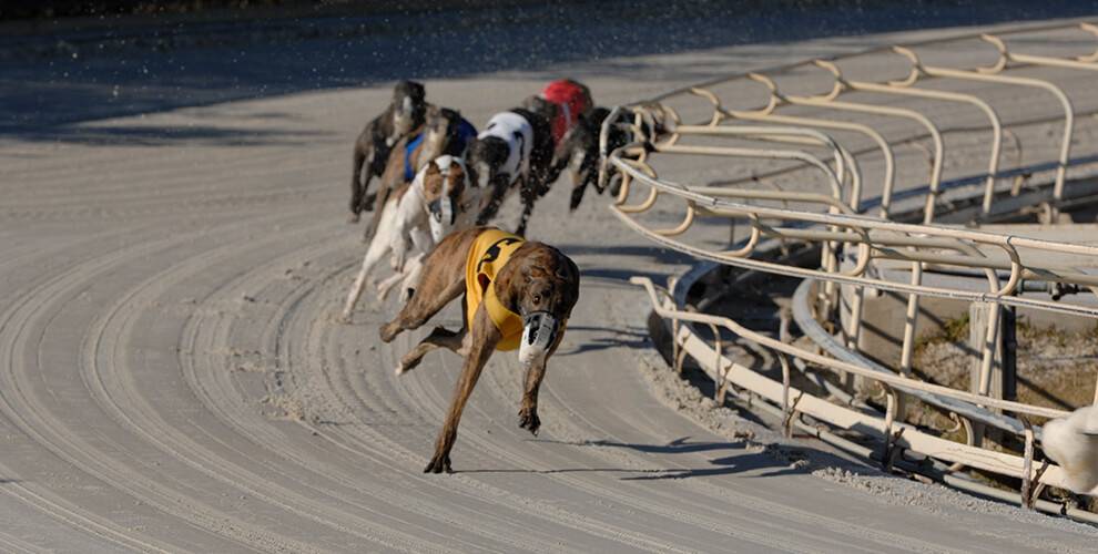 Daytona Beach Greyhounds